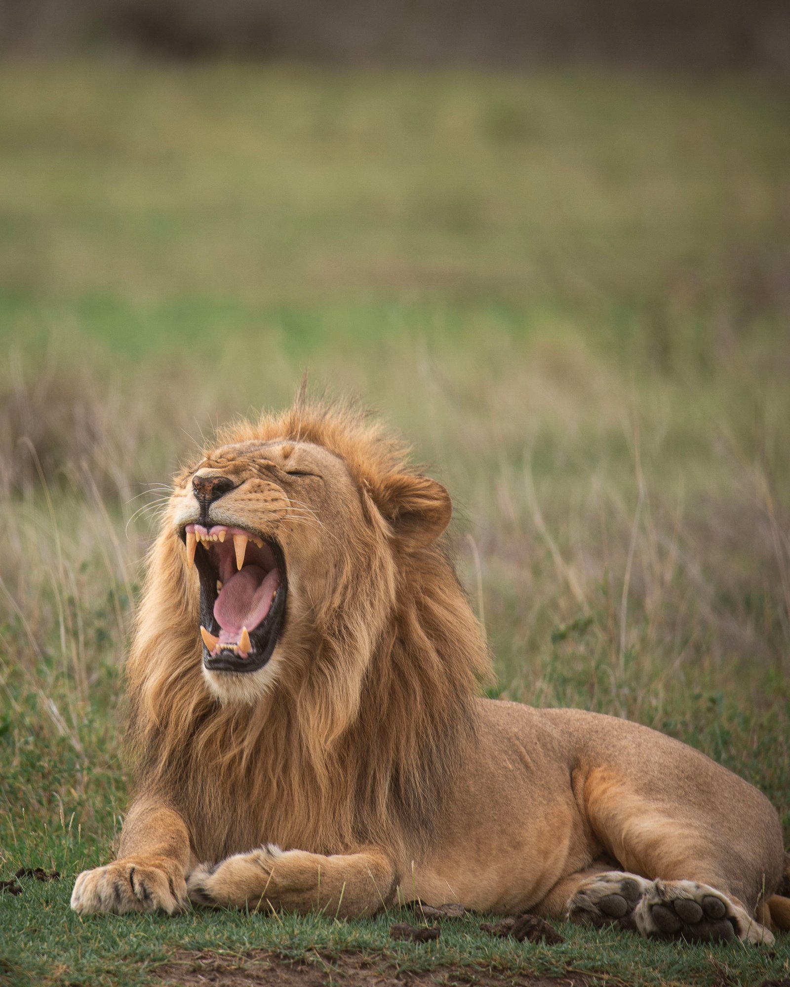 5 Days Wildlife Safari